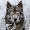 Wolf_Roma