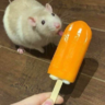 bibigfun