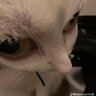 uebanos